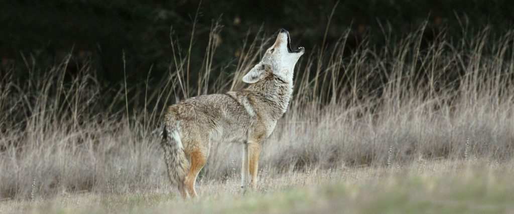 An adult coyote stands howling in tall grasses during the fall. The brown, gray and rust color of the coyote's fur helps it blend into its surroundings.