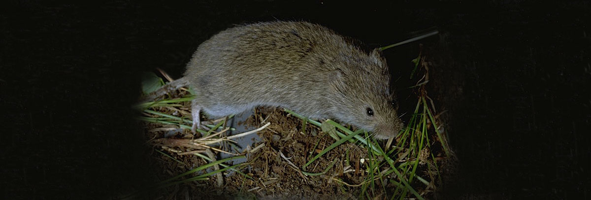 A meadow vole looks similar to a mouse, but has a short tail.