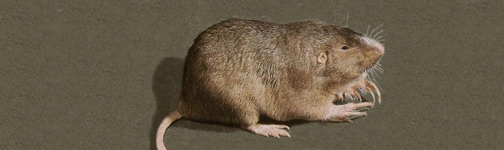 A plains pocket gopher has small eyes and ears, a nearly hairless tail and large front claws for digging.