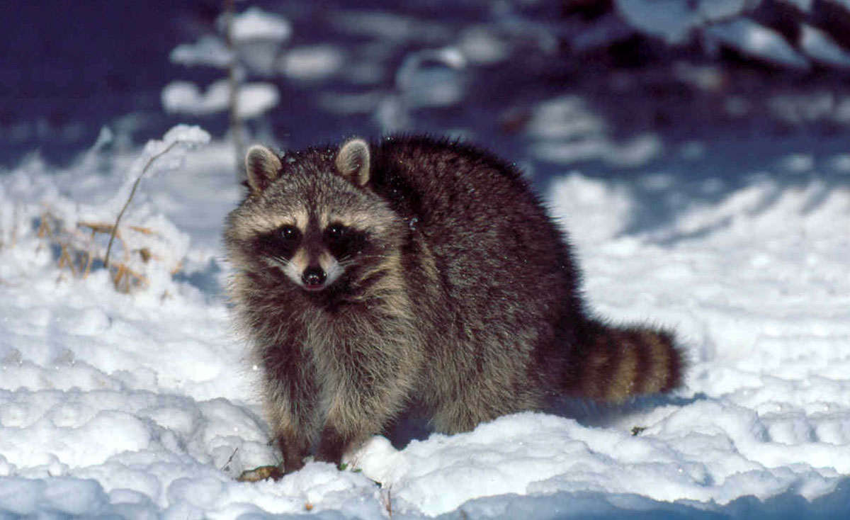 are racoons closer to bears cats or dogs