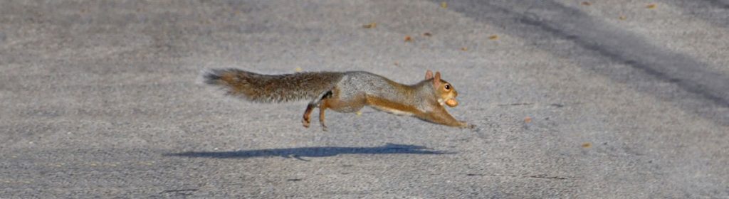 An Eastern gray squirrel runs across a gray, concrete road with a peanut in its mouth.