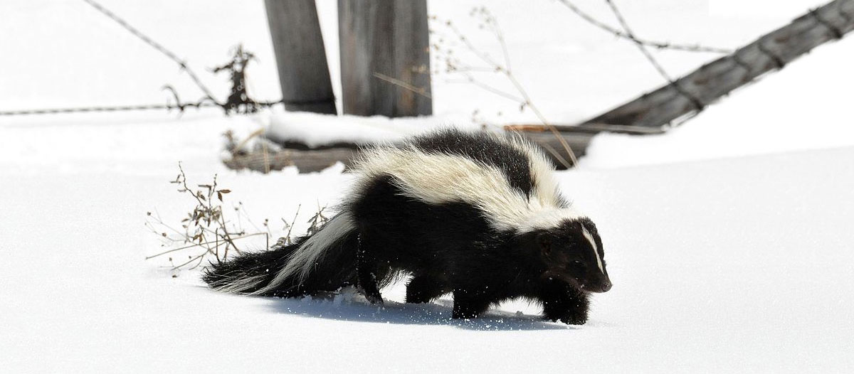 A striped skunk is walking through the snow near a barbed wire fence that has fallen over.