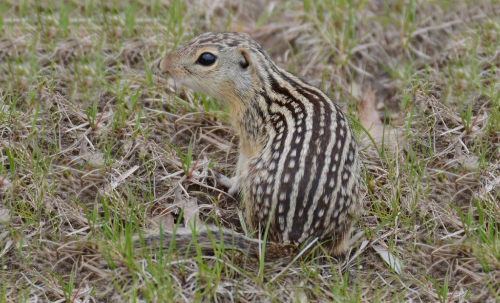 Close-up photo of a thirteen-lined ground squirrel sitting in the grass. The back has alternating stripes of solid tan and dark brown lines with tan spots.