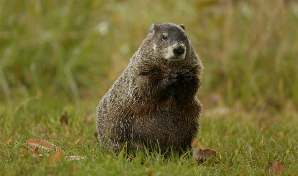 A well-fed woodchuck is sitting upright on a green lawn with its paws near its face.