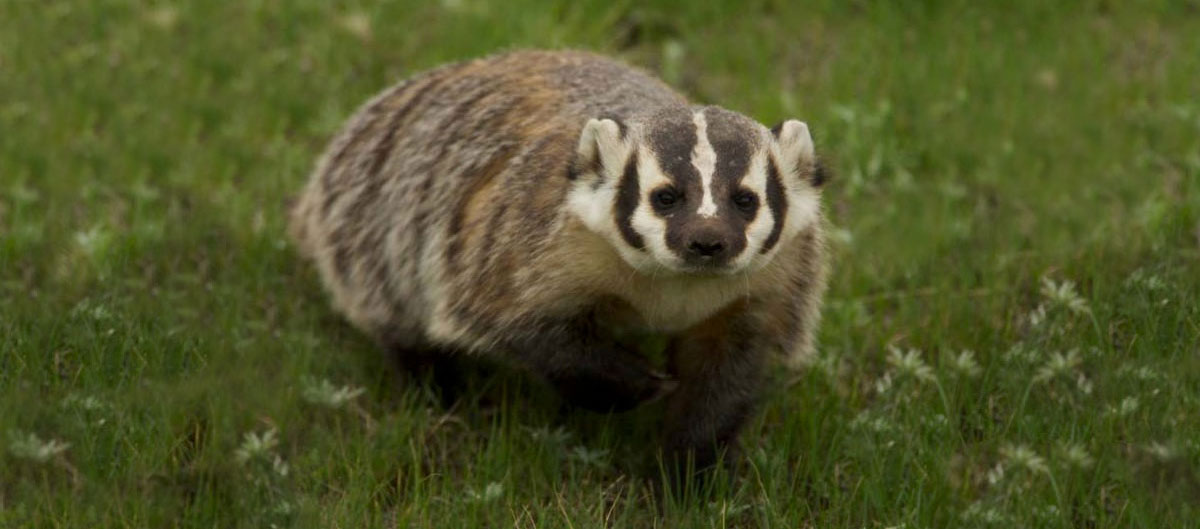 American badgers have a wide, flat body and distinctive black and white markings on their faces.