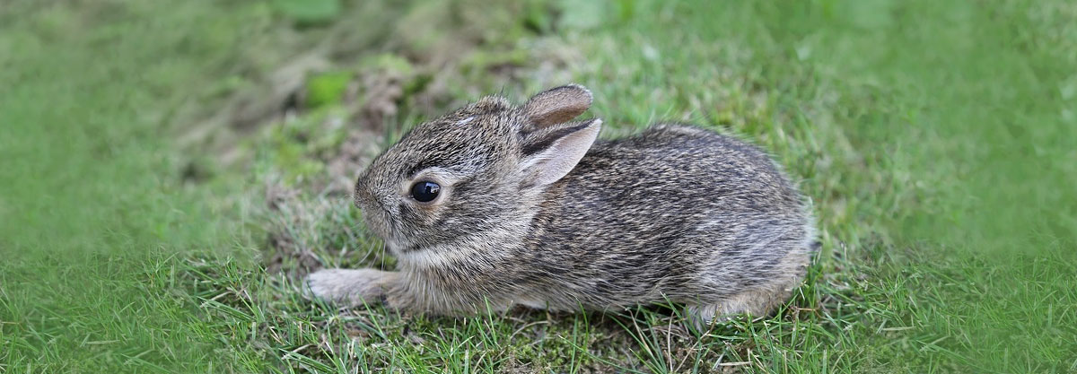 A cottontail rabbit about three weeks old leaves the nest for the first time and is sitting on a grassy lawn.