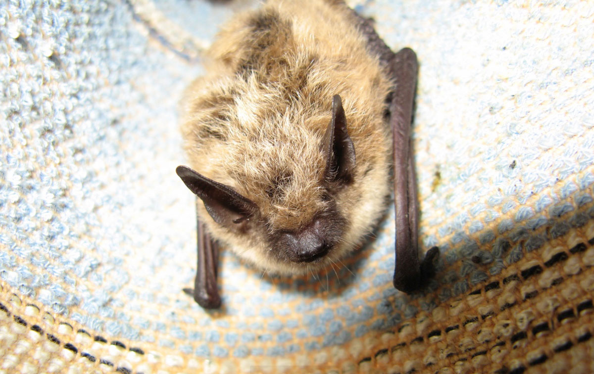 This small bat was found hanging in the folds of a blue curtain.