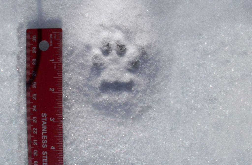 Bobcat Tracks | Wildlife Illinois