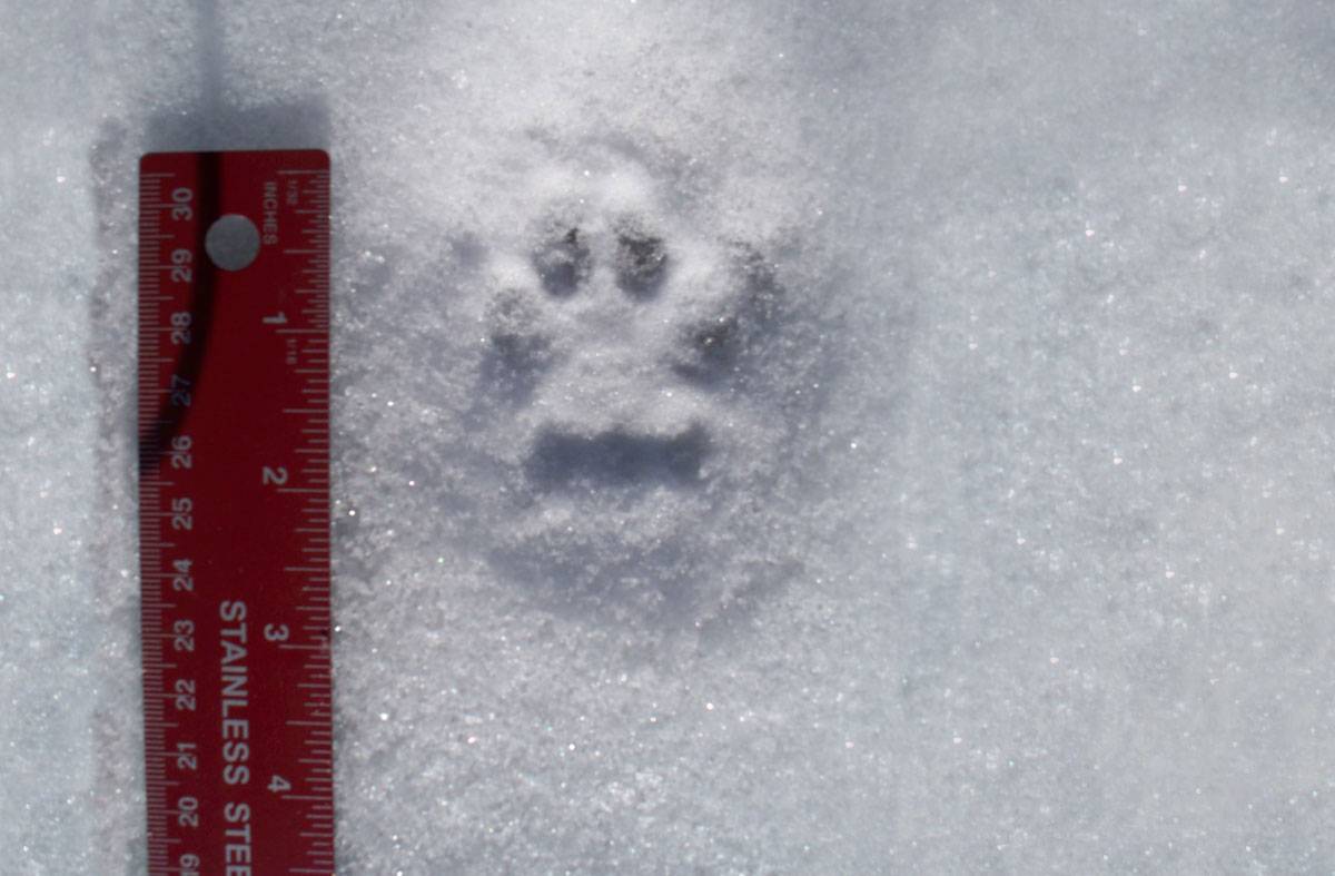 Bobcat tracks in the snow near a ruler to show the track is about two inches long and about an inch and a half wide.