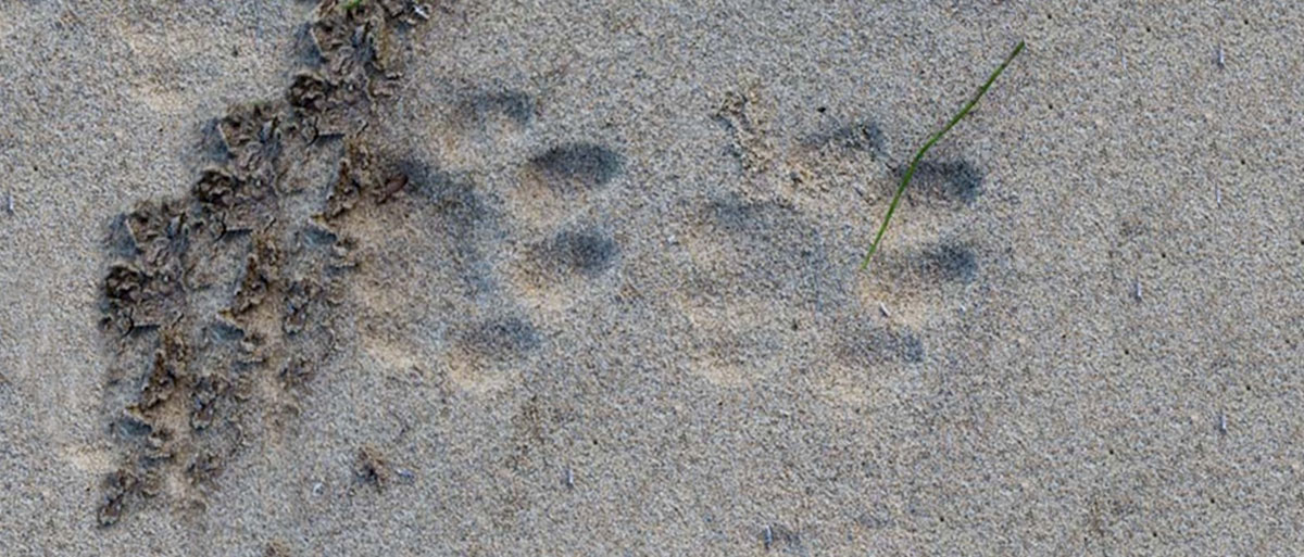 Bobcat tracks in the sand.