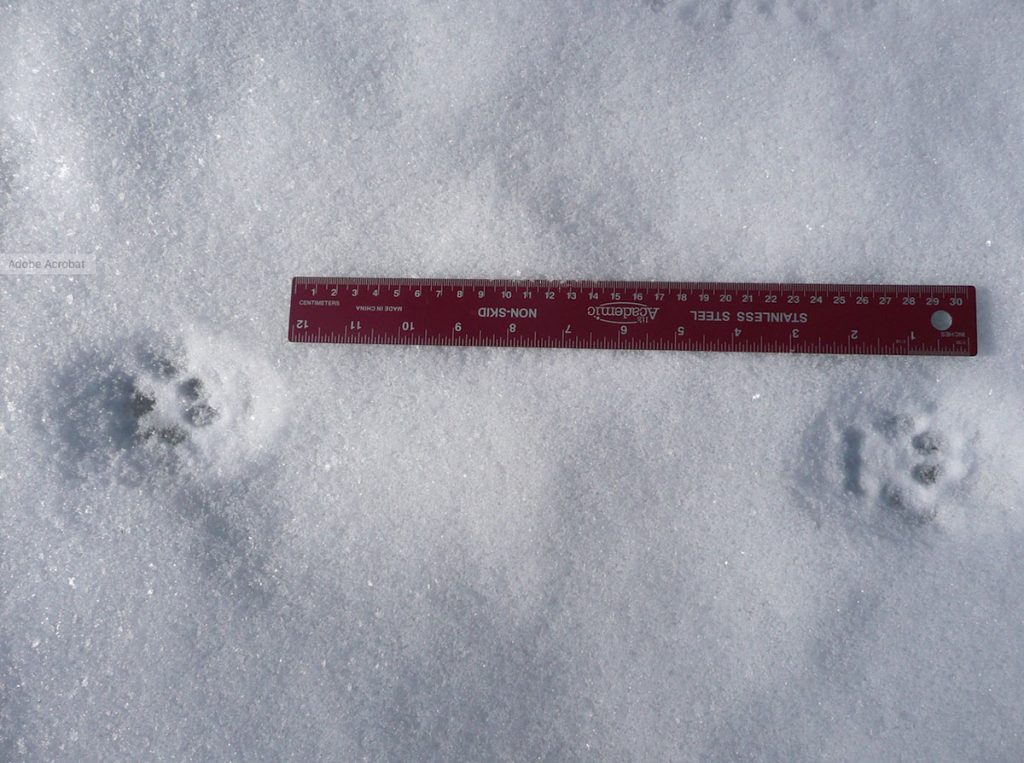 Bobcat Tracks – Wildlife Illinois