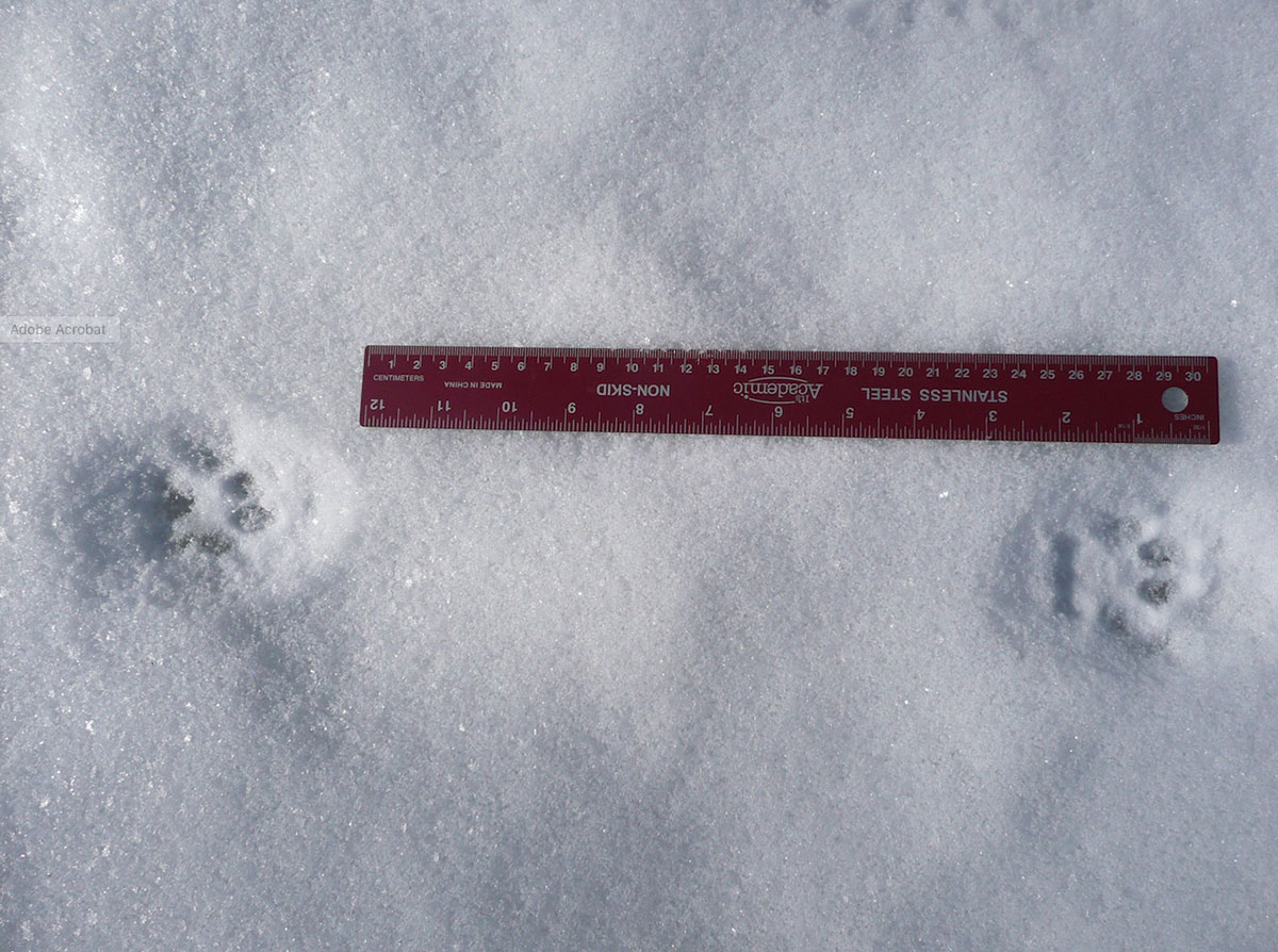 Bobcat tracks in the snow next to a ruler.