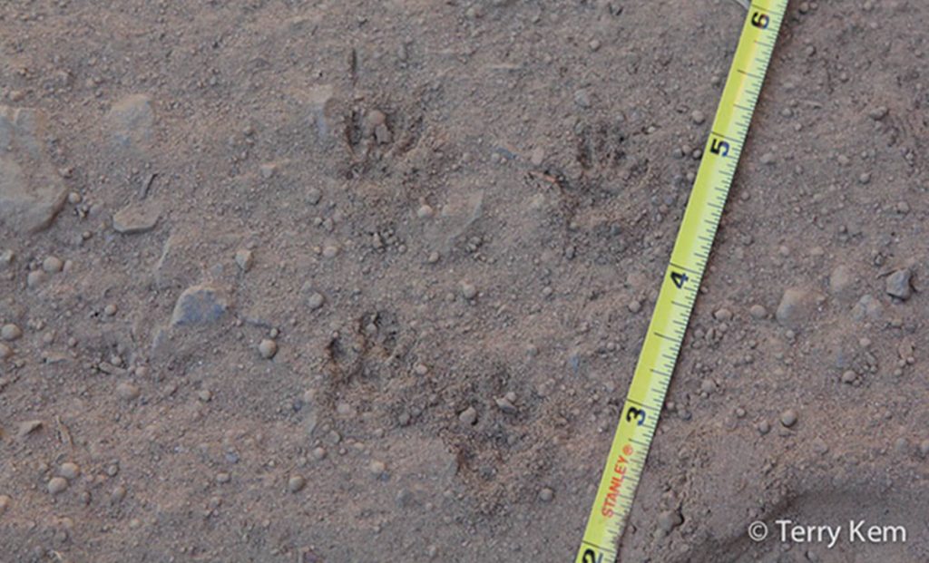 Chipmunk Tracks | Wildlife Illinois