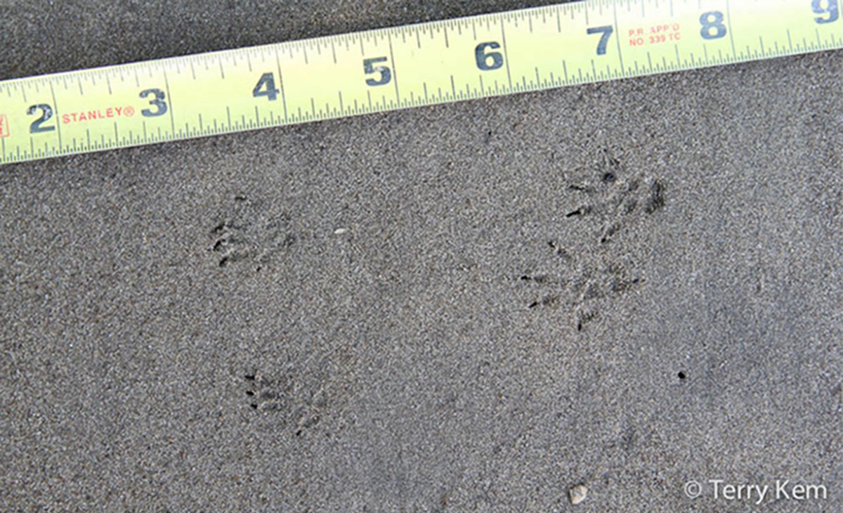 Front and back chipmunk tracks in sand next to tape measure.