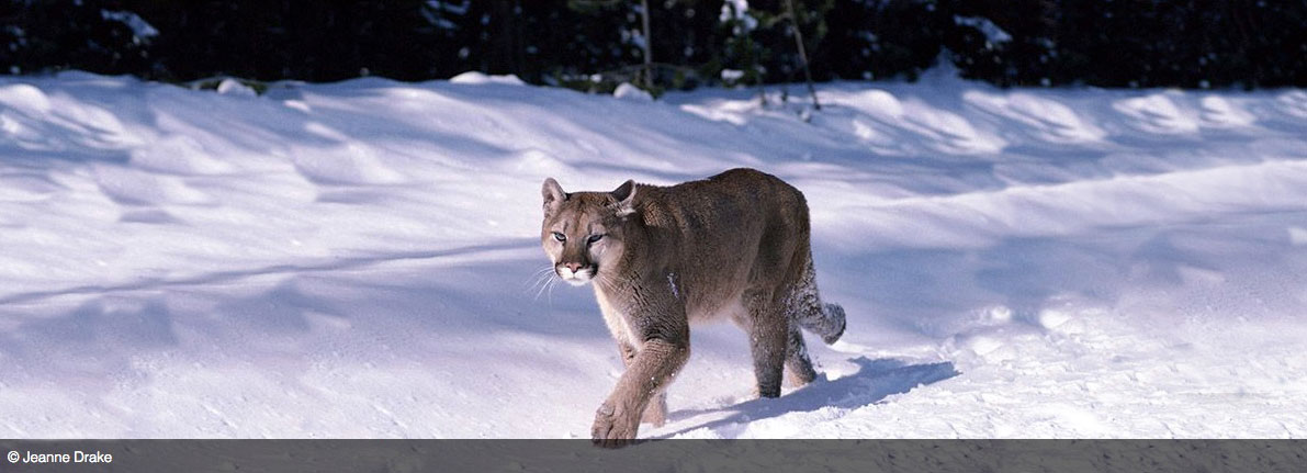 A cougar walking in the snow.