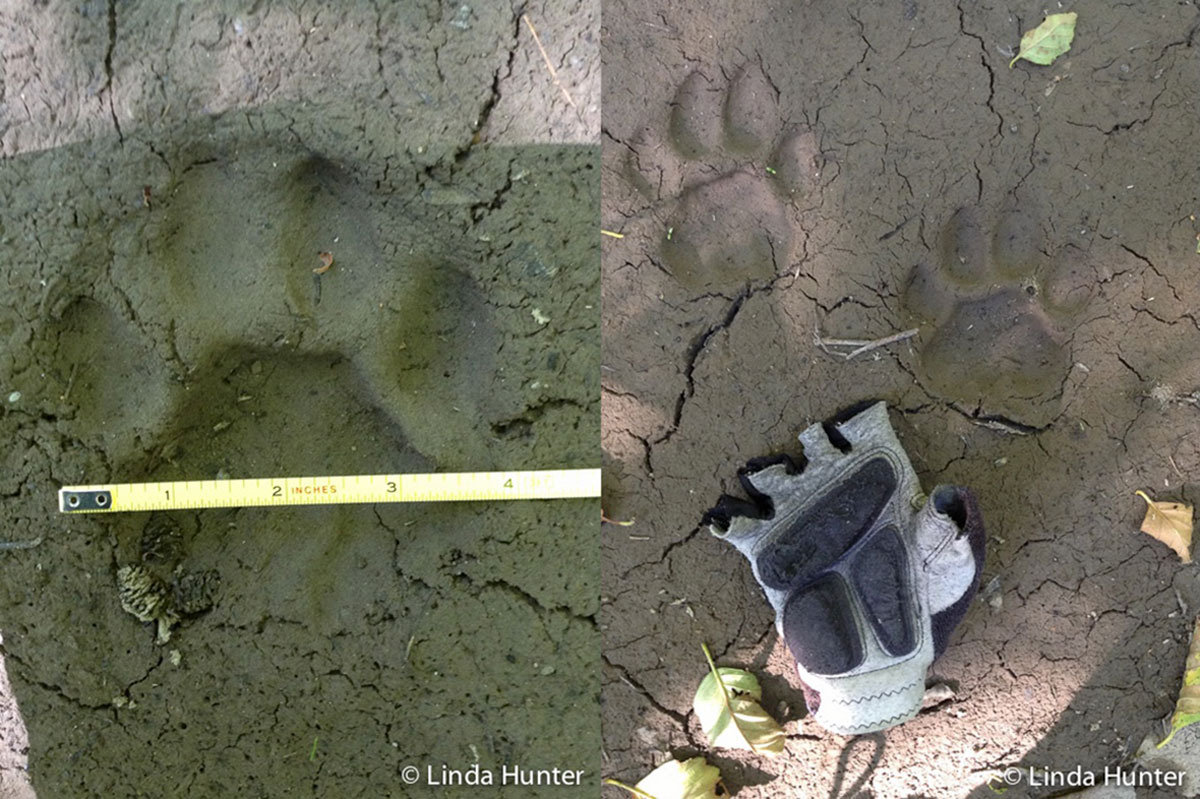 The cougar track on the left is about 4 inches wide. The two cougar tracks on the right are next to a woman's glove for scale.