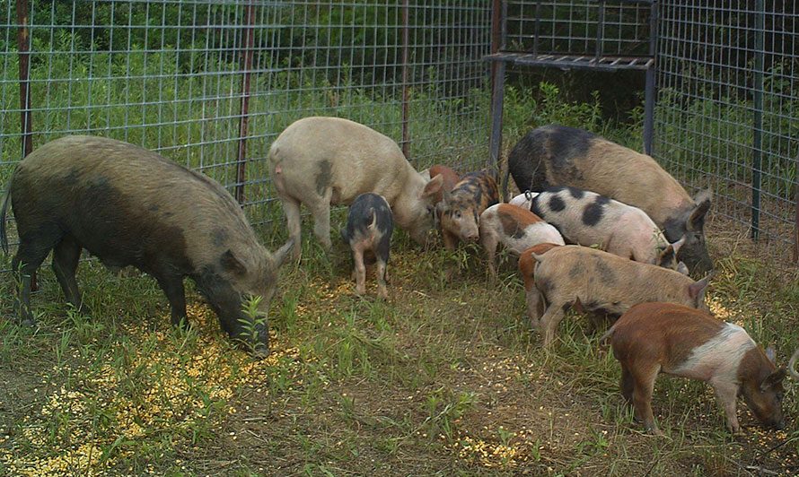 Three female feral hogs in a pen with 11 young feral swine. These feral swine show a range of coats colors, as some have light brown, pink, black or rusty colored patches.