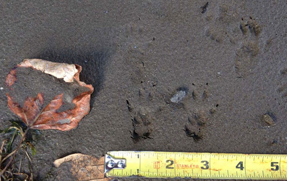 Gray squirrel tracks. Note how the front and hind tracks overlap.