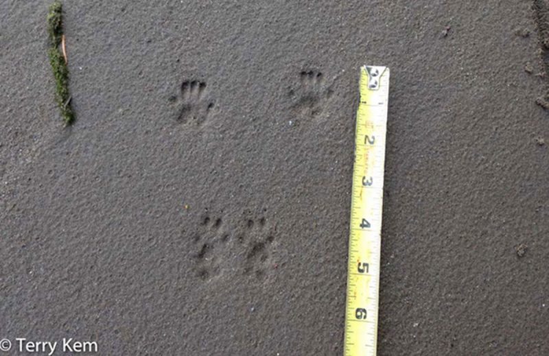 Gray Squirrel Tracks | Wildlife Illinois