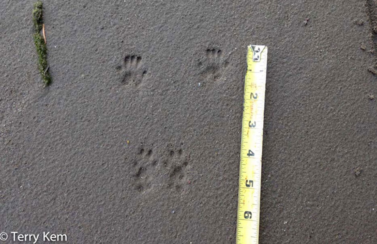 Set of gray squirrel tracks in sand next to a tape measure.