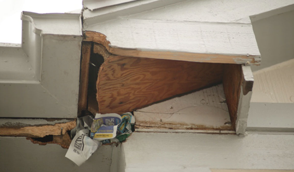Newspaper was loosely stuffed into the hole in this damaged soffit to see if the animal was still getting into the house. Some of the paper was removed from the hole by the squirrel, letting the homeowner know an animal was still gaining access.