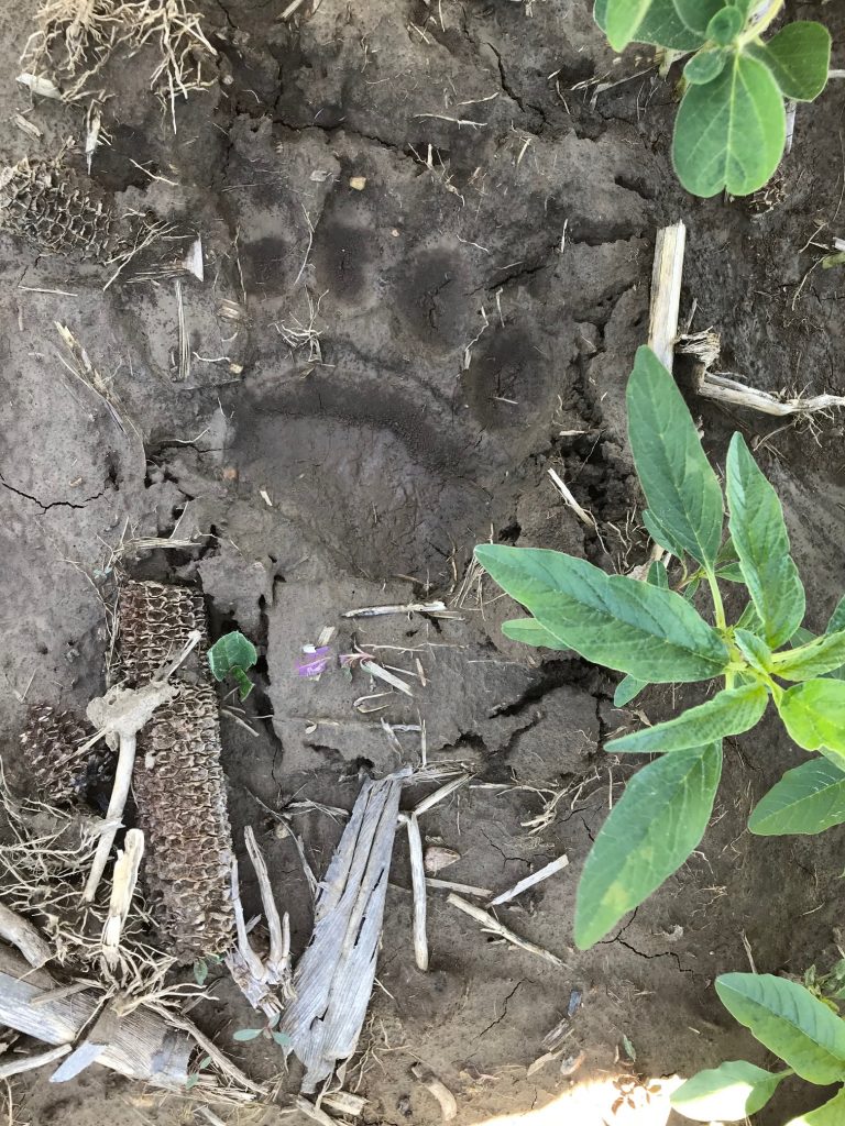 Close up photo of a black bear track in the mud.