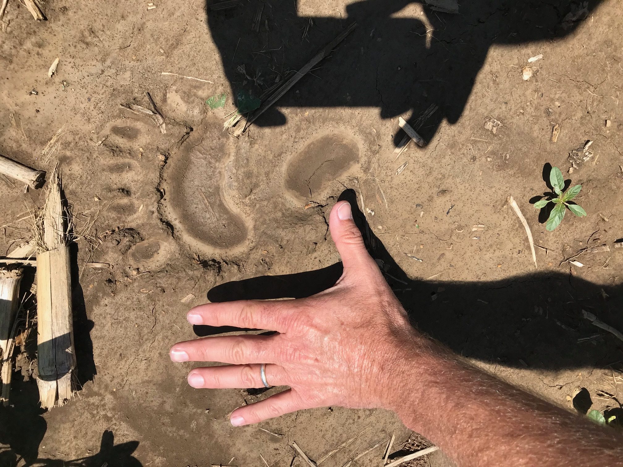 Photo of a black bear track with man's hand for scale.