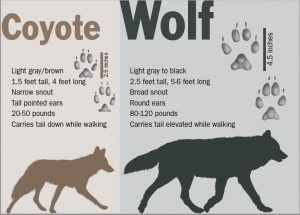 Gray Wolves – Wildlife Illinois