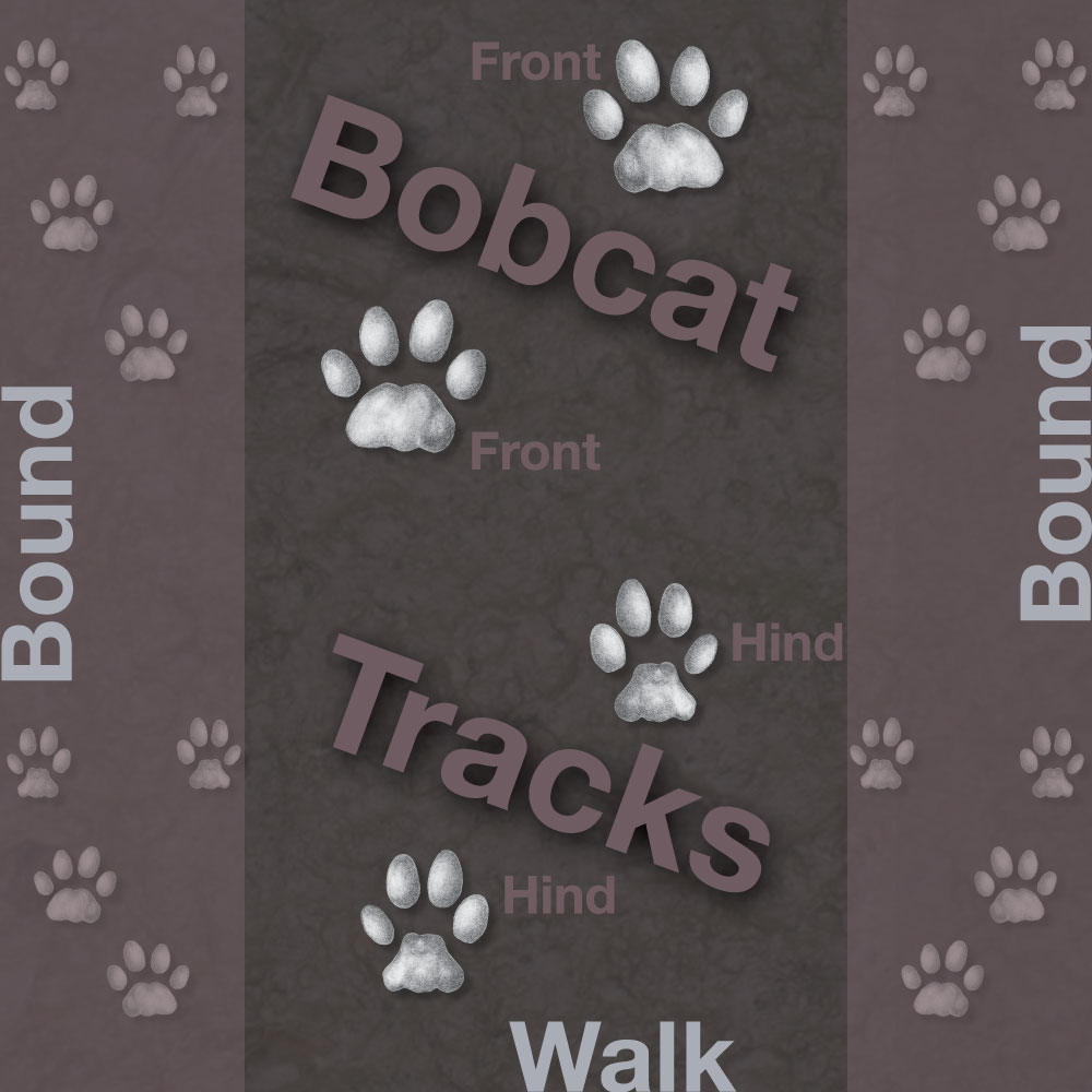 Illustrated bobcat tracks