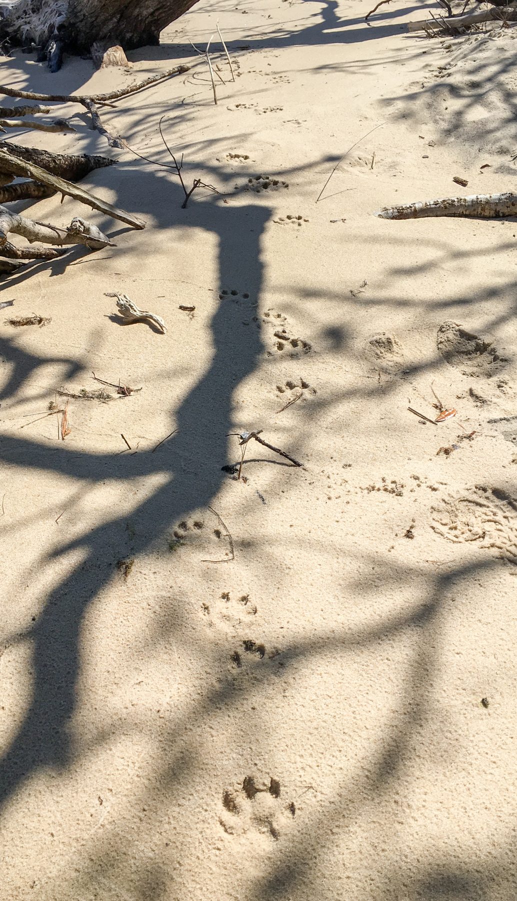 River Otter Tracks | Wildlife Illinois