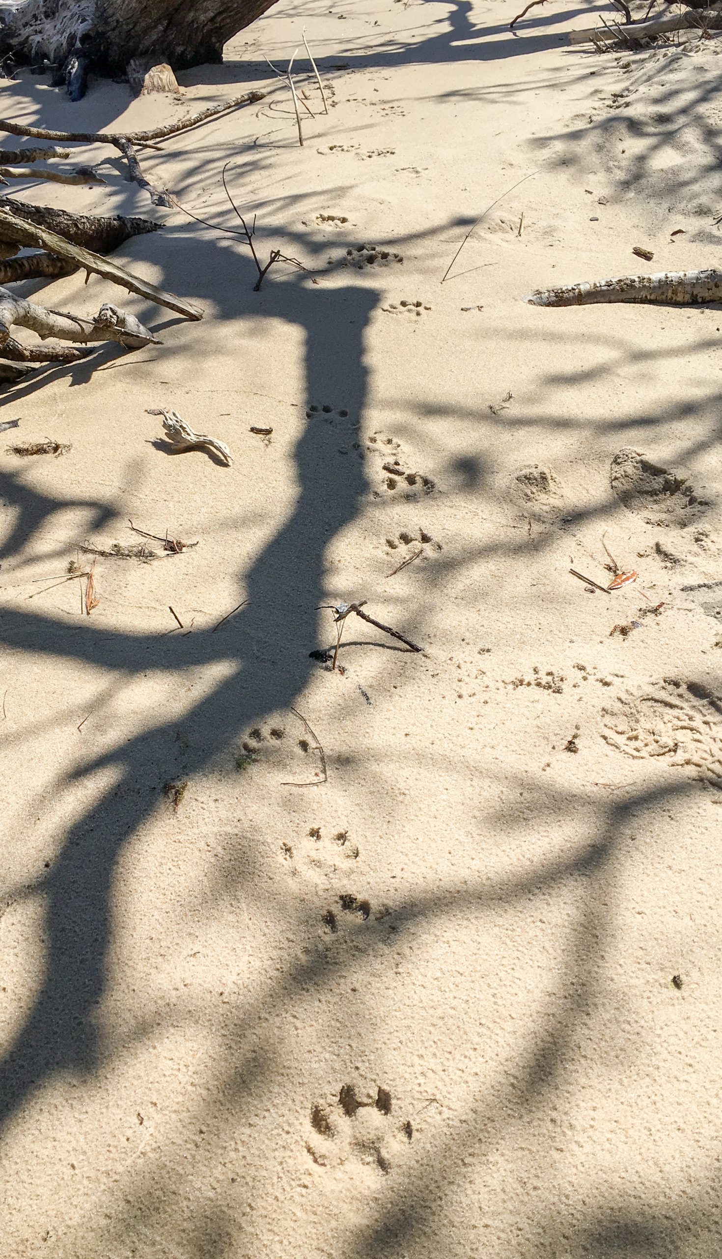 River otter tracks in sand.
