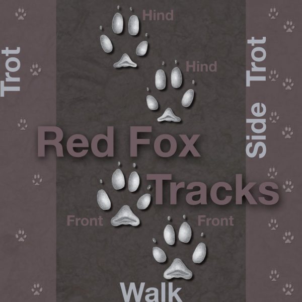 Red Fox Tracks | Wildlife Illinois