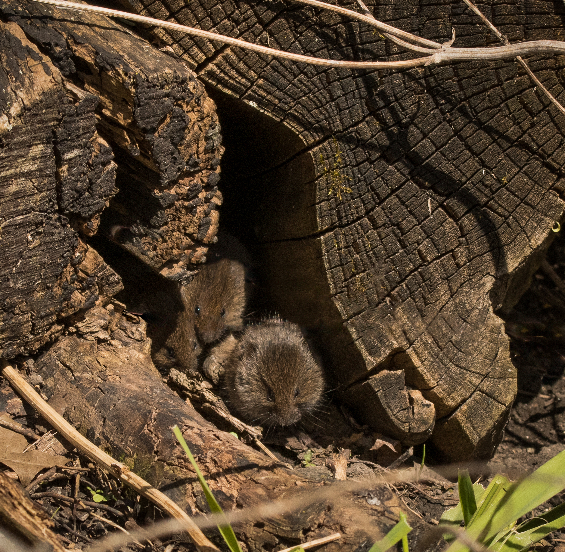 Young voles in a log.