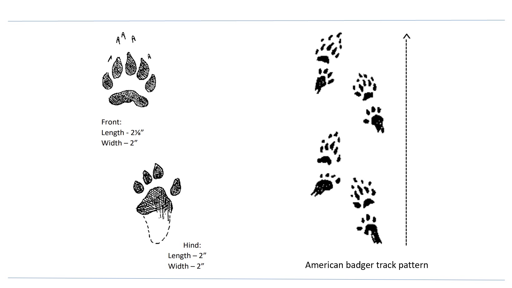 Illustrated tracks of the American badger.
