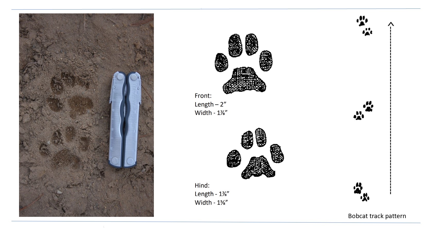 Photo and illustrated tracks of a bobcat.