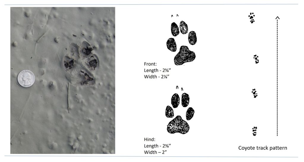 Coyote Tracks 