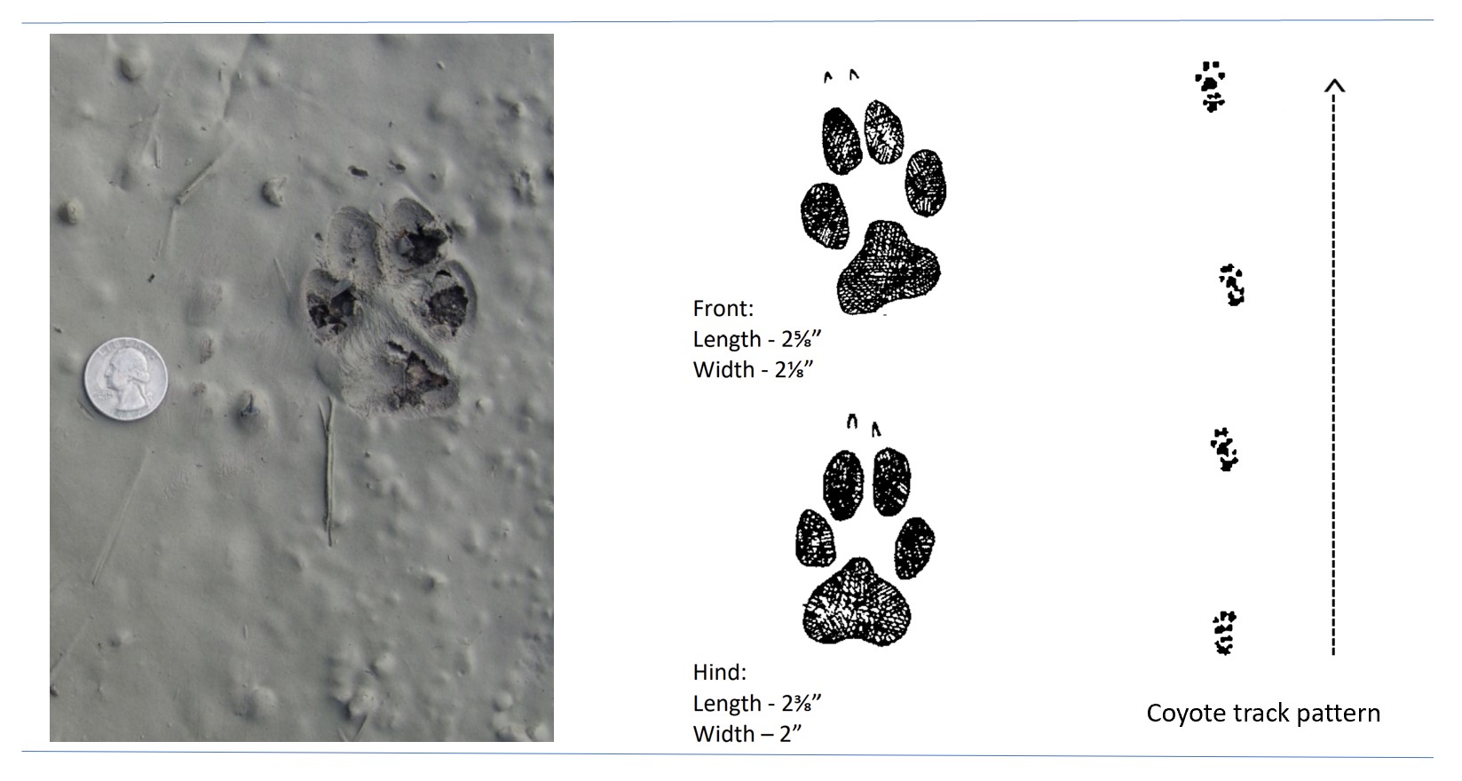 Photo and illustrated tracks of a coyote.