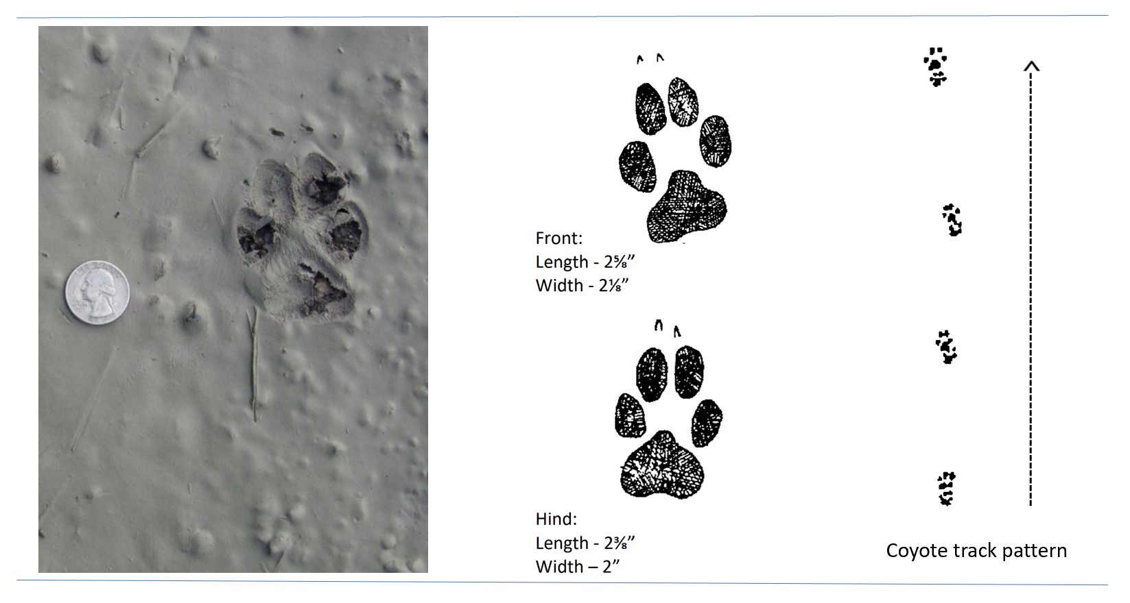Coyote Tracks Wildlife Illinois Coyote Tracks Wildlife Illinois