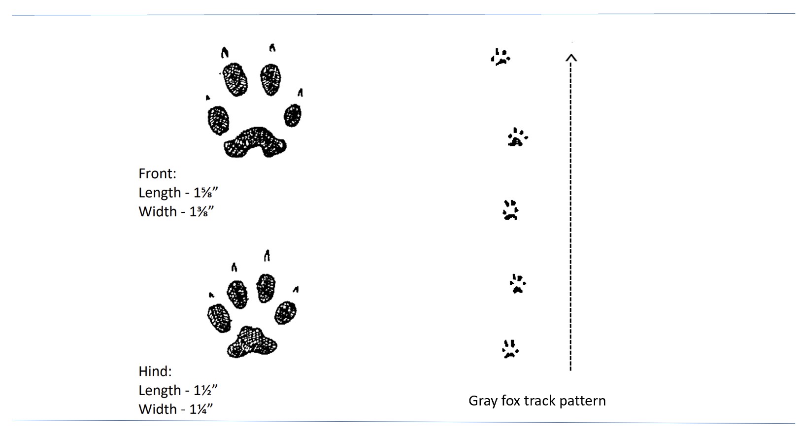 Illustrated tracks of a gray fox.