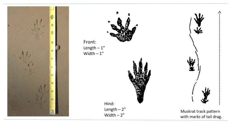 Muskrat Tracks | Wildlife Illinois