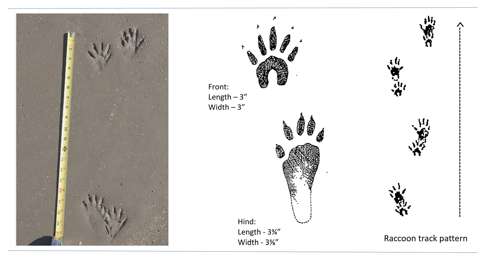 Photo and illustrated tracks of a raccoon.