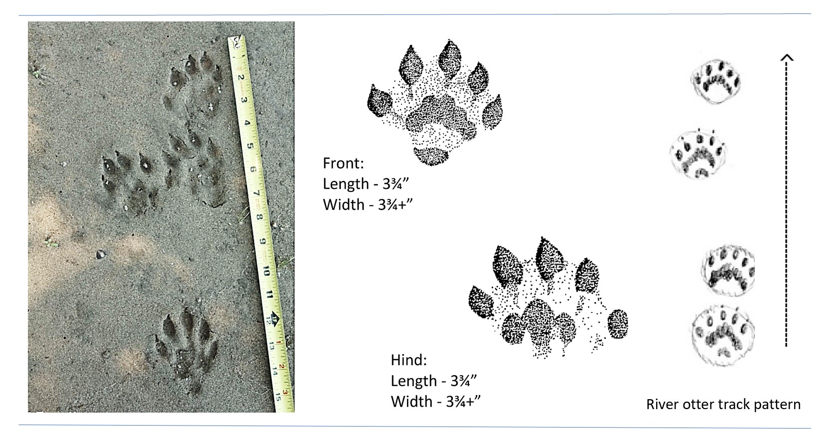 Photo and illustrated tracks of a river otter.