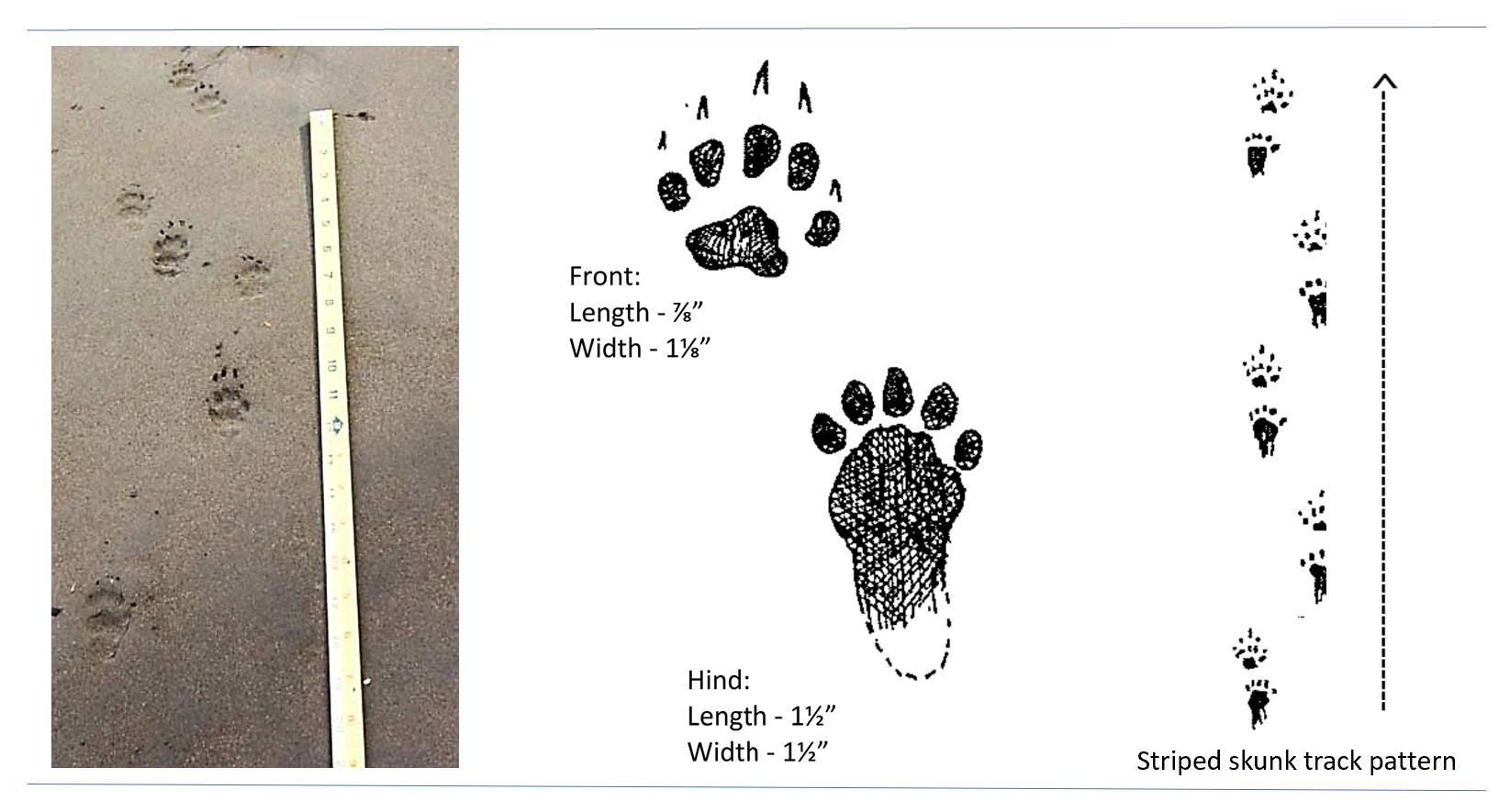 Photo and illustrated tracks of a striped skunk.