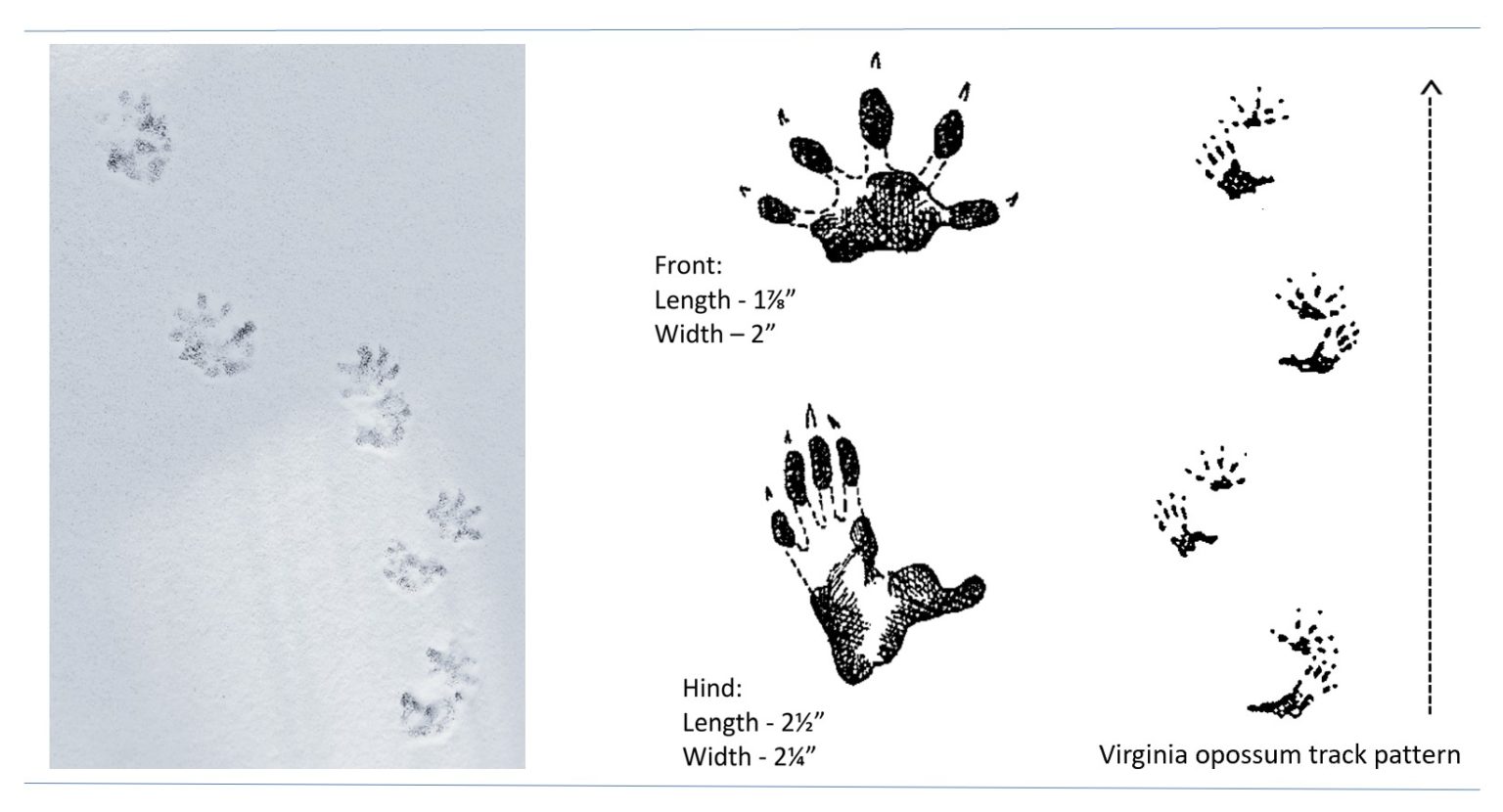 Opossum Tracks | Wildlife Illinois