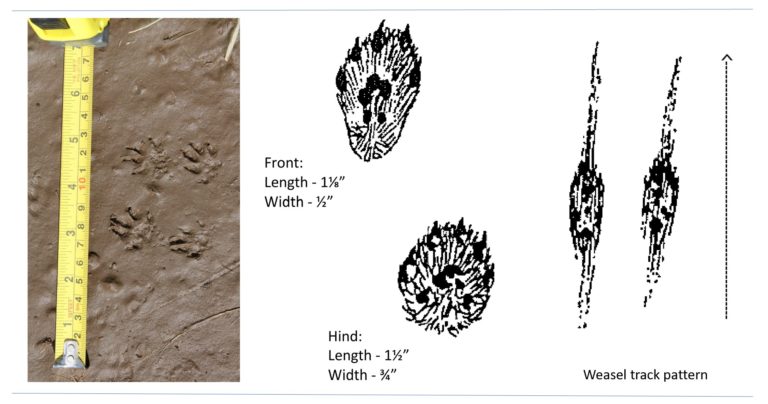 Weasels | Wildlife Illinois