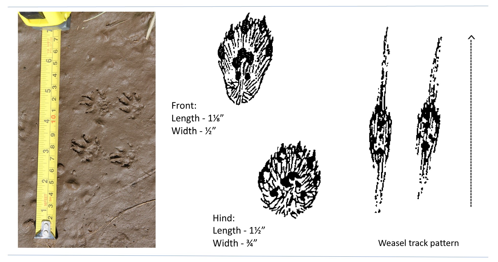 Photo and illustrations of weasel tracks.