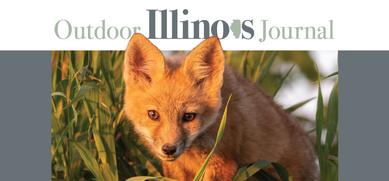 Link to Outdoor Illinois Journal