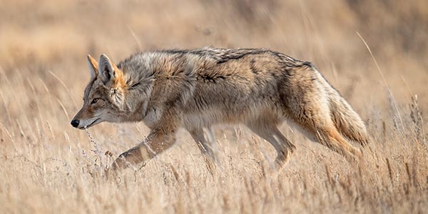 coyote slinking through grassland
