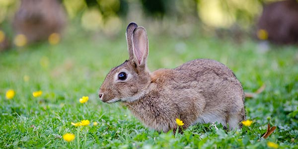 a rabbit in the garden