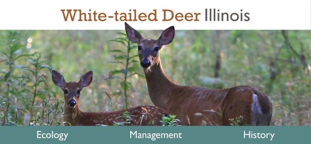 White-tailed Deer Illinois website